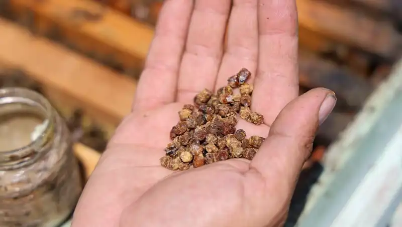 Eskiden Çöpe Giden Besin Şimdi Kilosu 3 Bin TL: Protein Kaynağı Olma Yolunda