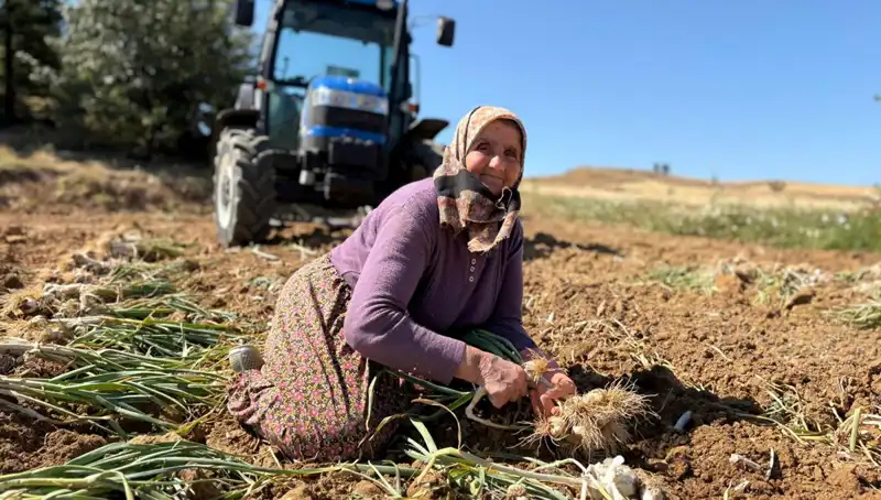 Dünyaca Ünlü Selenyum Kaynağı: Tarladan Günde Bin 200 Lira Kazanç Elde Ediyorlar