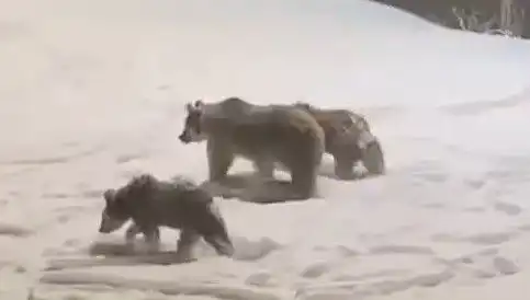 Anne ve Yavru Ayıların Yiyecek Arayışındaki Sevimli Macerası