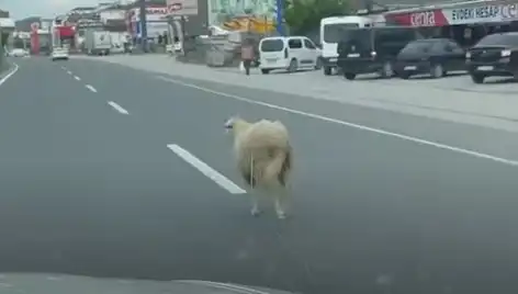 Yalova’da Kaçan Kurbanlık Hayvanlar, Trafik Kaosuna Neden Oldu