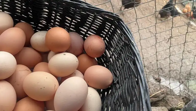 Okullar Açılıyor: Mayıs Çukuru'ndaki İhtiyacı Karşılayacak En Ucuz Protein