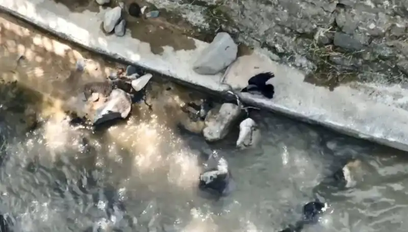 Karga ve Yılanın Şaşırtan Mücadelesi: Doğanın Dengesiz Rekabeti