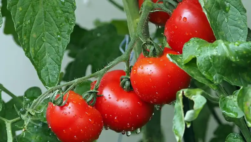 Domateslerin Geçmişi: İnsanlık için Yeni Umutlar Sunuyor