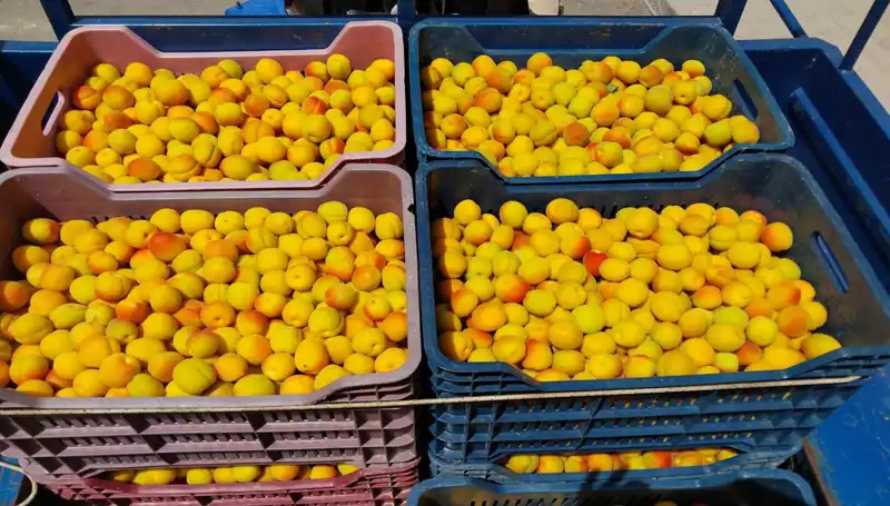 İlk Hasat Yapıldı: Çiftçinin Yüzü Güldü, 500 TL'den Satıldı!