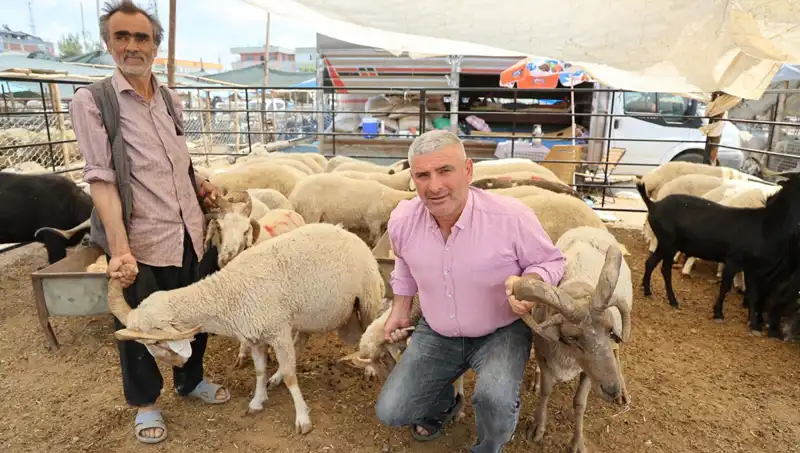 Kurban Pazarı 2023’teki En İlginç Trendi: 4 Boynuzlu Koçlar