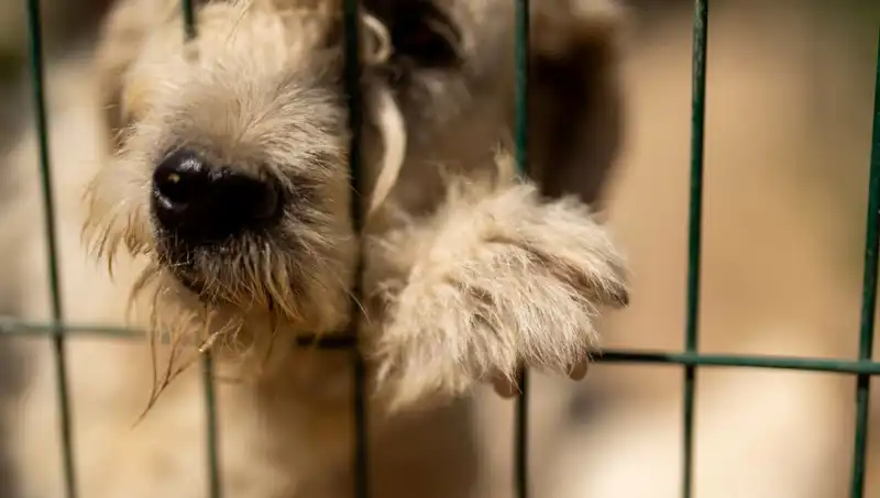 İş Stresi Nedeniyle Artan Köpeklerdeki Davranış Bozuklukları