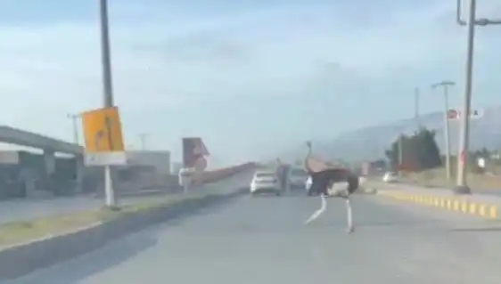 Trafikte Deve Kuşu Görüntüleri Şaşkınlık Yarattı: Neler Oluyor?