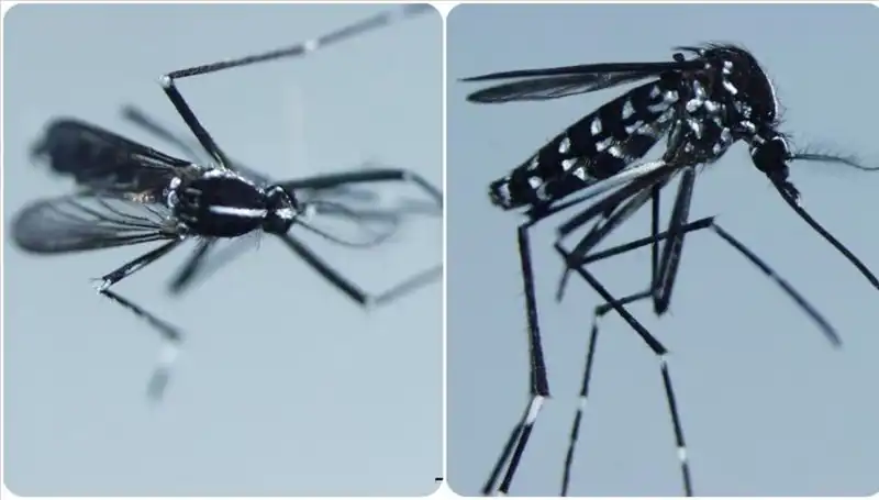 Chikungunya Virüsü Nedir? Belirtileri ve Yaygın Görüldüğü Ülkeler