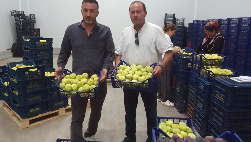 Mersinli Çiftçilerin Yüzü Güldü: İhraç Fırsatlarıyla Tanesi 20 TL