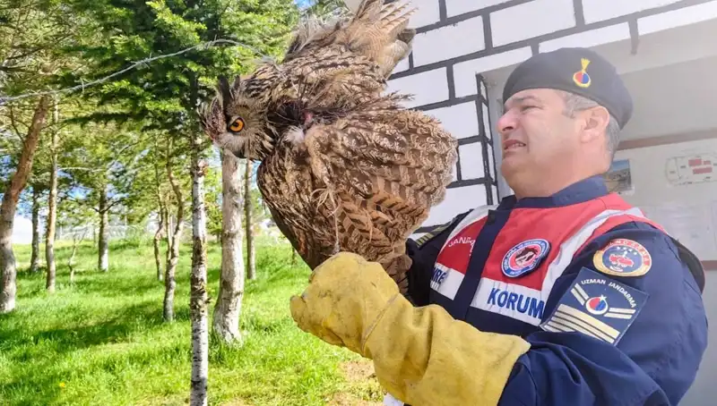 Dikenli Tellere Takılan Puhu Kuşu, Hayata Döndürüldü!