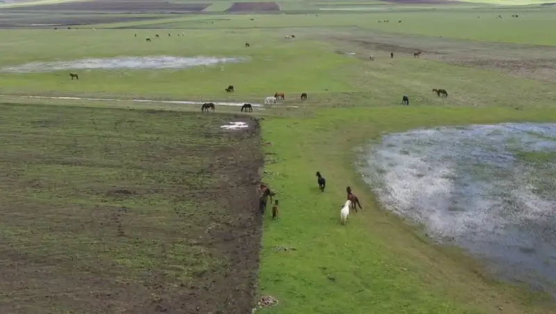Kars'ın Eşsiz Doğasında Yılkı Atları: Doğanın Büyüleyici Anları