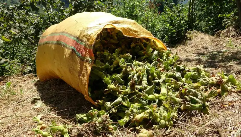 Giresun'da Fındık Hasadı Coşkusu: Beklentiler ve İlk Görüntüler