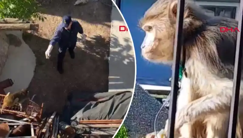 Muğla'da Eşsiz Bir Olay: Maymunun Peşinde Koşan Mahalleli!