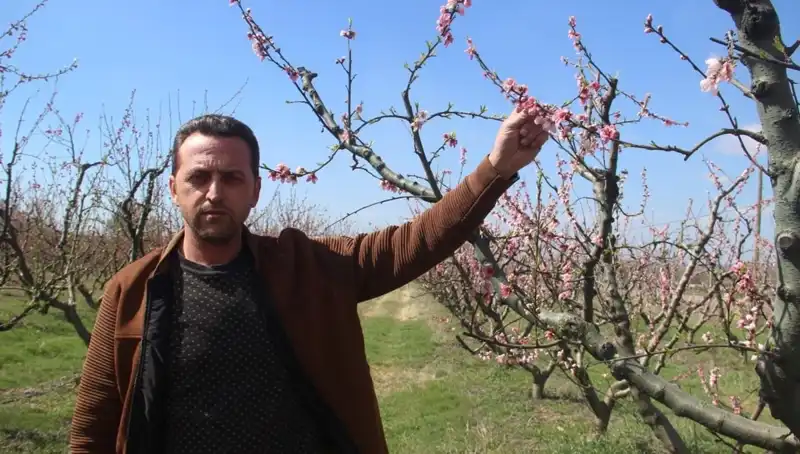 Don Vuran Hava, Çiçek Açan Ağaçları Tehdit Etti: Üreticiler Tedirgin!