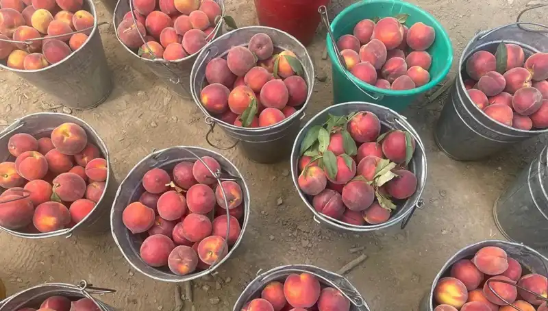 Bu Yılın Hasadı Çiftçileri Sevindiriyor: Fiyatlar Rekor Seviyede
