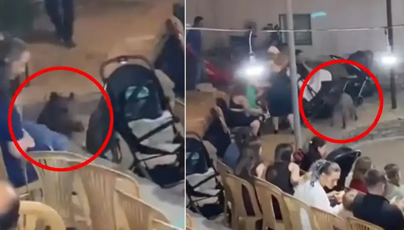 Düğün Günü Yaban Domuzu Saldırısı: Kutlama Aniden Paniğe Dönüştü