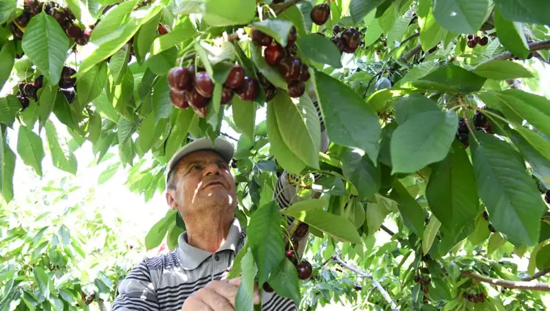 Lapseki Devi: Çay Bardağına Sığmayan Dev Balık Tüyoları