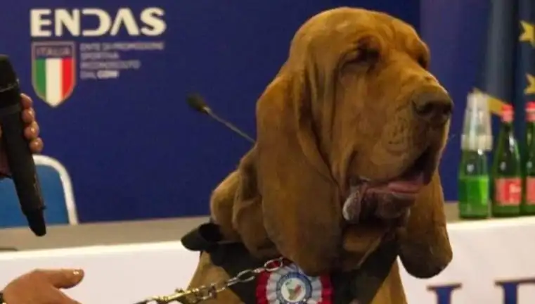 Arama Köpeğine Suikast: Çivili Sosisle Gerçekleşen Saldırı Şoke Etti