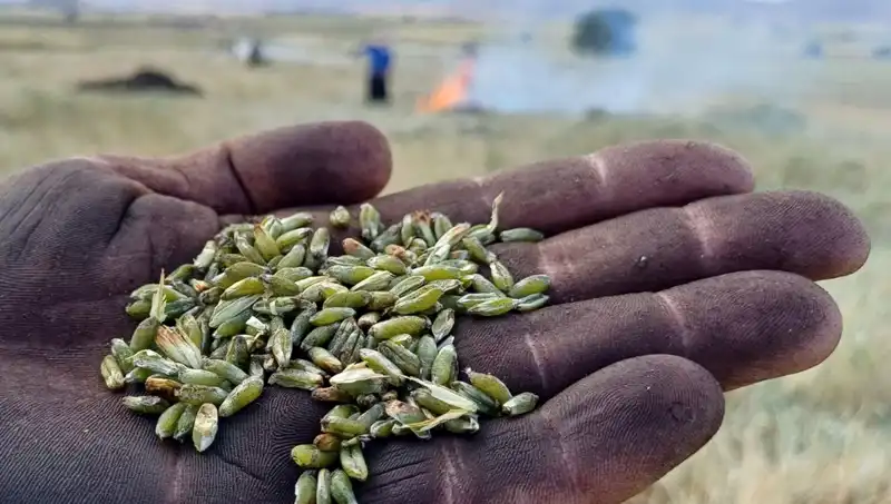 Firik Sezonu Açıldı! Eşsiz Tadıyla Geleneksel Lezzetlerimizi Yeniden Keşfedin