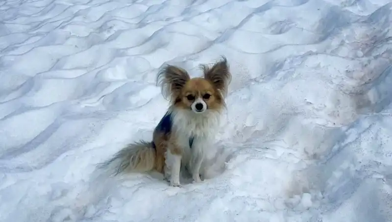 Köpeği, Buzul Yarığına Düşen Adamı Son Anda Kurtardı!