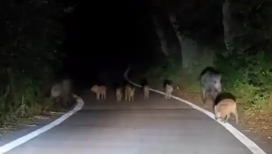 Elazığ'da Yola İnen Domuz Sürüsü, Sürücülerde Panik Yaratıyor!