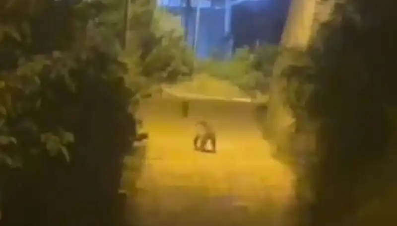 Gümüşhane'de Şehir Merkezine İnen Ayı Vatandaşları Korkuttu!