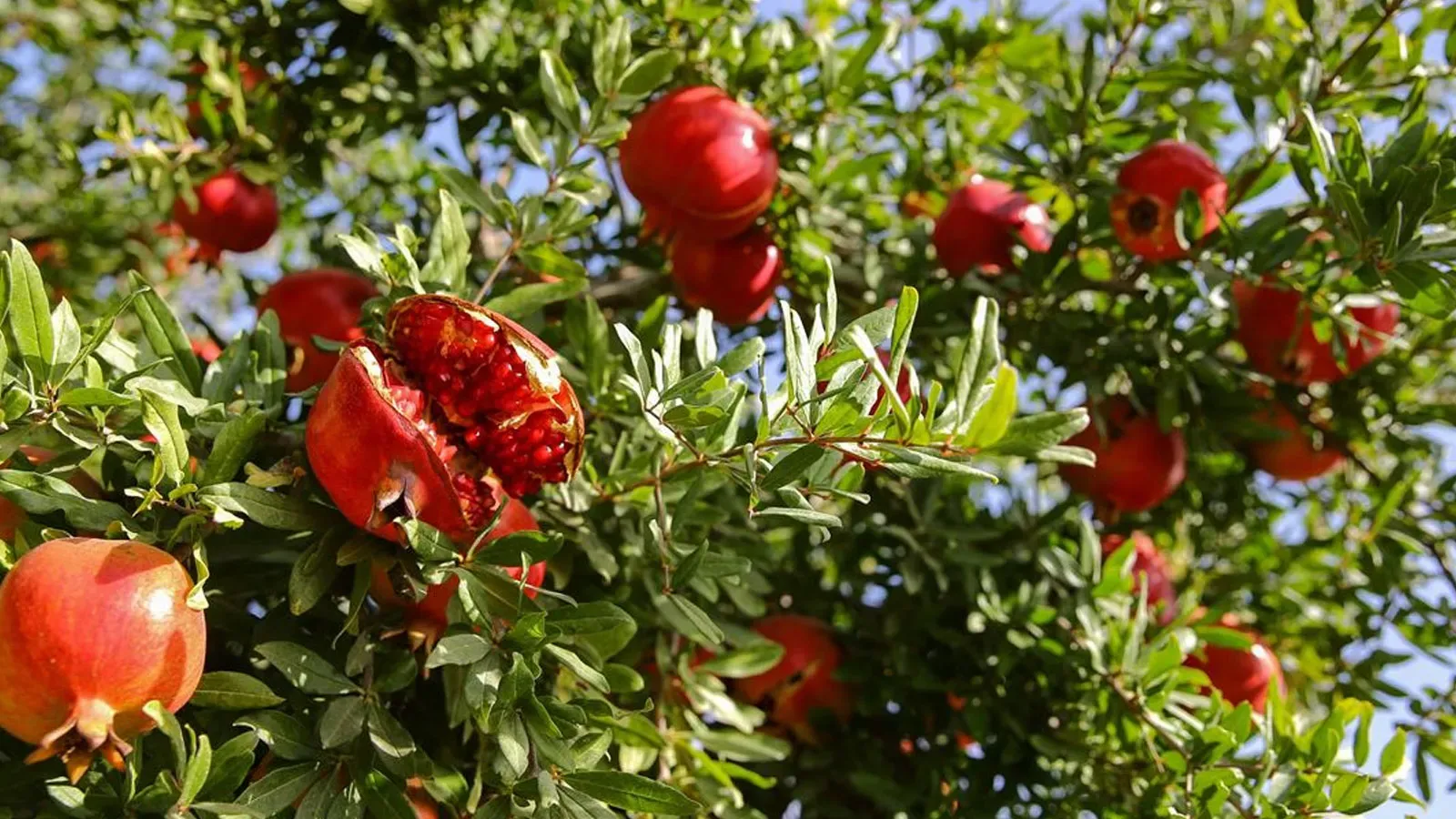 Türkiye’nin Nar Üretiminin %21’i Bu Şehirden: Verim ve Kalite Zirvede