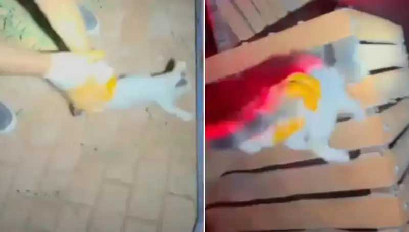 Gece Yarısı İtfaiyesi Kedi Kurtarma Operasyonu ile Göz Doldurdu!